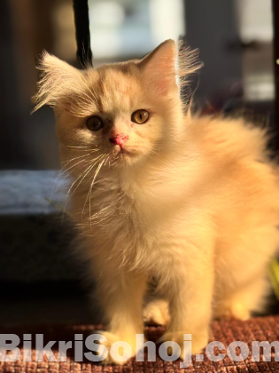 PURE PERSIAN SEMI ADULT MALE AND FEMALE